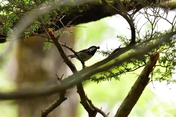 Willow Tit 湯滝 Thu, 6/9/2022