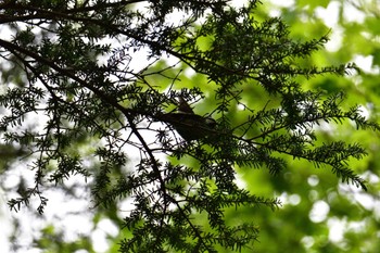 Willow Tit 湯滝 Thu, 6/9/2022