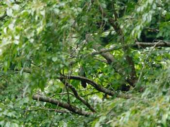 Thu, 6/9/2022 Birding report at 八王子城跡