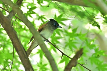 サンコウチョウ 市原市 2022年6月10日(金)