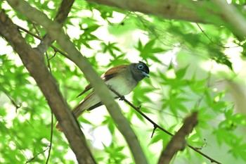 サンコウチョウ 市原市 2022年6月10日(金)