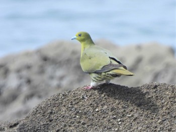 2022年6月10日(金) 大磯照ヶ崎海岸の野鳥観察記録