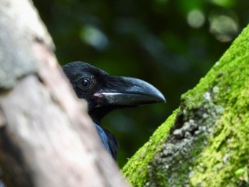 2022年6月10日(金) 明石公園の野鳥観察記録