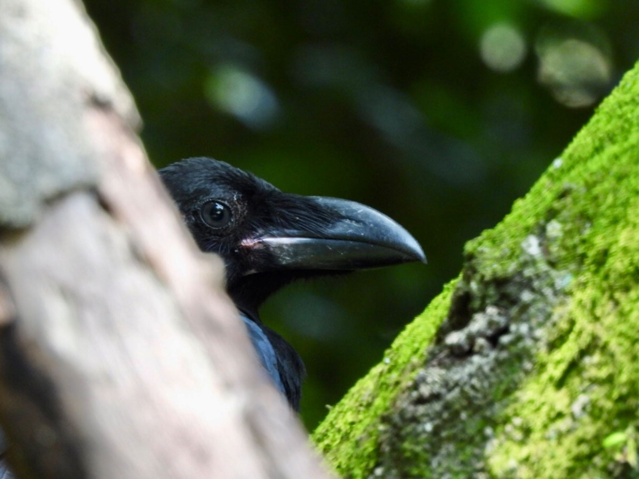 Large-billed Crow