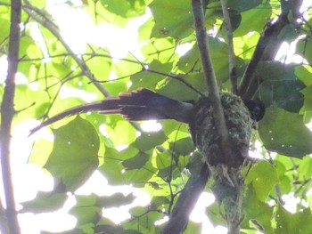 2022年6月4日(土) 八王子城跡の野鳥観察記録