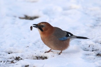 Eurasian Jay(brandtii) 北海道 函館市 東山 Sun, 12/31/2017