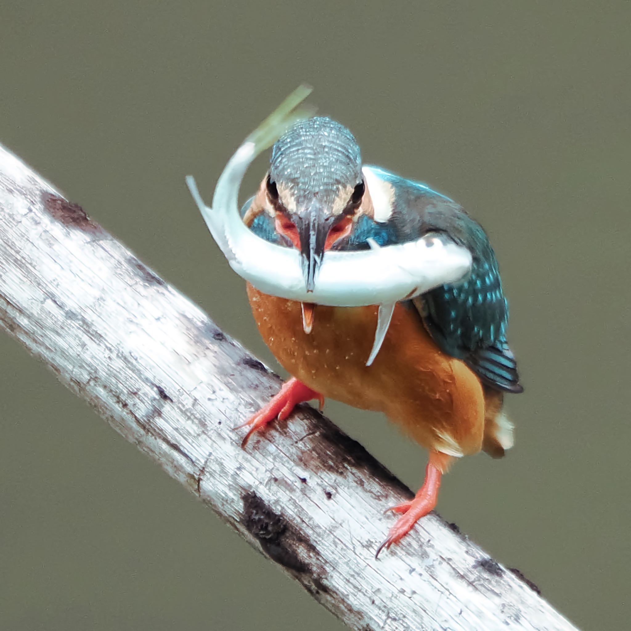 Common Kingfisher