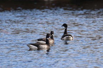 Brant Goose 北海道 函館市 志海苔漁港 Sun, 12/31/2017