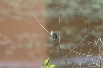 Fri, 6/10/2022 Birding report at 札幌モエレ沼公園