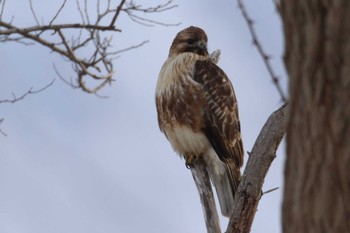 Eastern Buzzard 北海道　函館市　函館空港脇 Sun, 12/31/2017