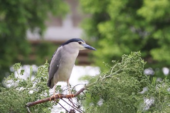 Black-crowned Night Heron 堺市内 Fri, 6/10/2022