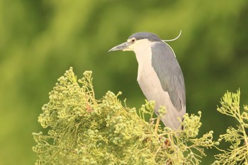 Black-crowned Night Heron Unknown Spots Fri, 6/10/2022