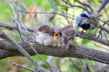 ルリオーストラリアムシクイ Lorne Queenscliff Coastal Reserve 2017年2月5日(日)