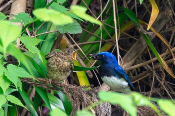 Blue-and-white Flycatcher 八王子城跡 Sun, 6/5/2022