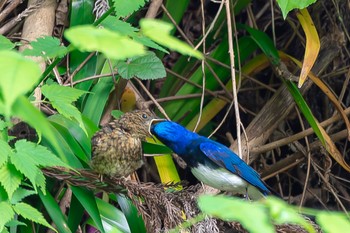 Blue-and-white Flycatcher 八王子城跡 Sun, 6/5/2022