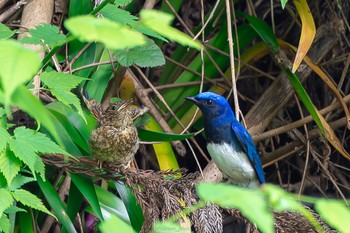 Blue-and-white Flycatcher 八王子城跡 Sun, 6/5/2022