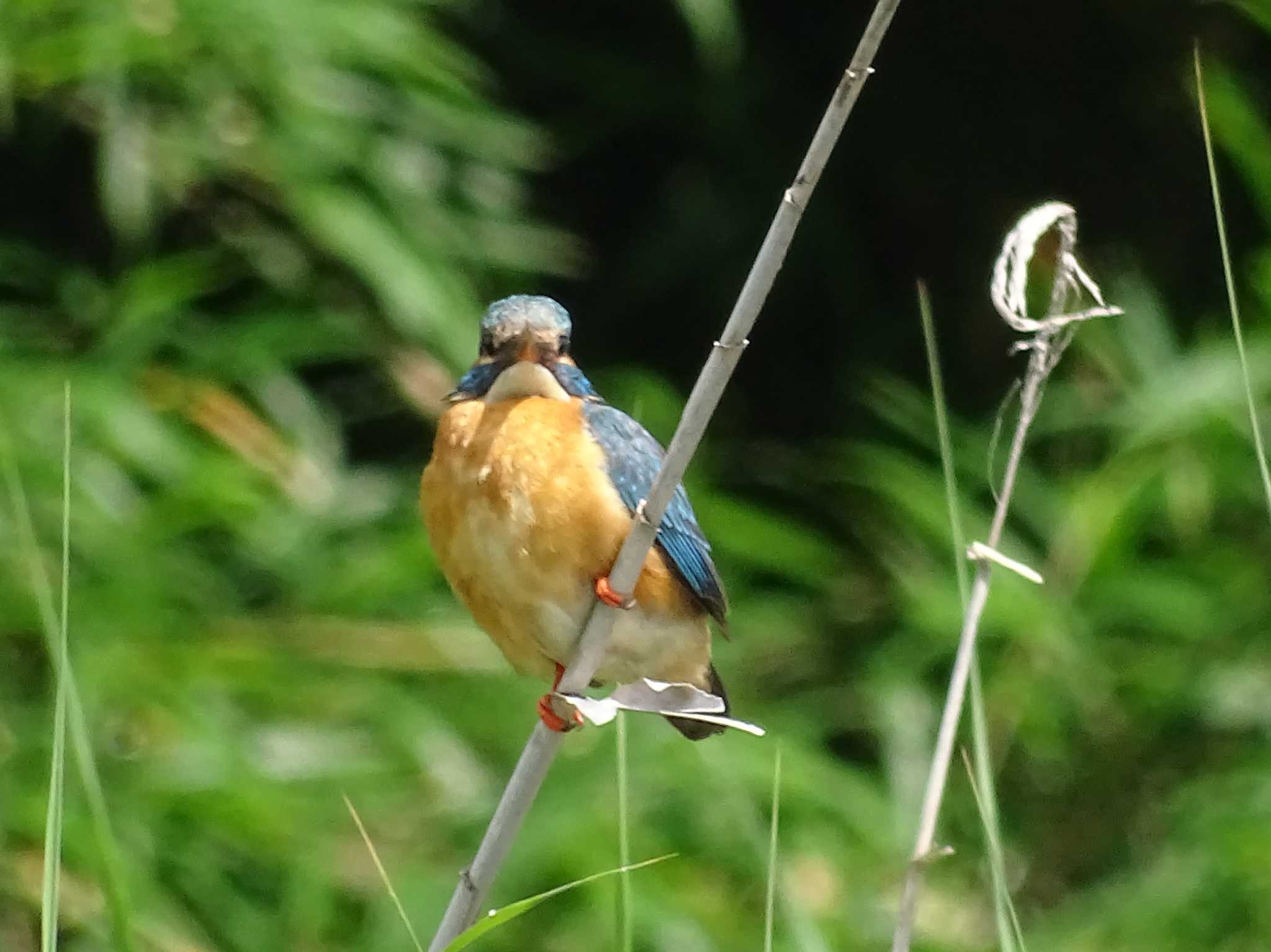 カワセミ