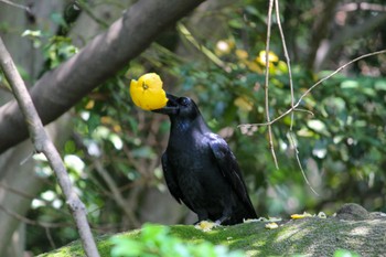 2022年6月10日(金) 明石公園の野鳥観察記録
