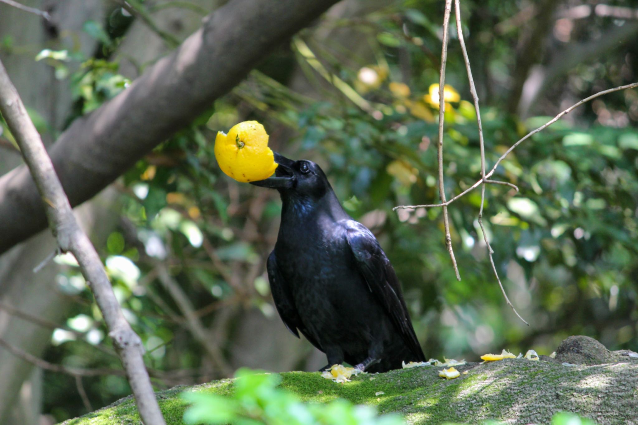 Photo of Large-billed Crow at Akashi Park by Rikaooooo