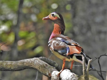 Mandarin Duck 湯滝 Sat, 6/4/2022