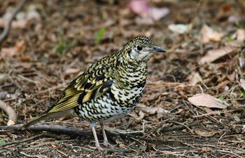 2017年12月31日(日) 葛西臨海公園の野鳥観察記録