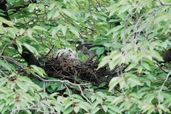 Japanese Sparrowhawk 越谷市 Thu, 6/9/2022