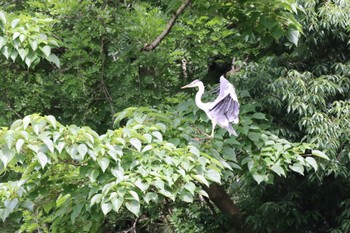 アオサギ 練馬区 2022年6月9日(木)