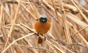 ジョウビタキ 葛西臨海公園 2017年12月31日(日)