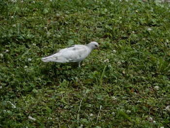 2022年6月10日(金) 日比谷公園の野鳥観察記録