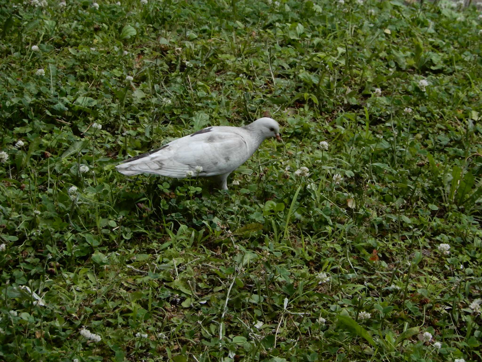 Rock Dove