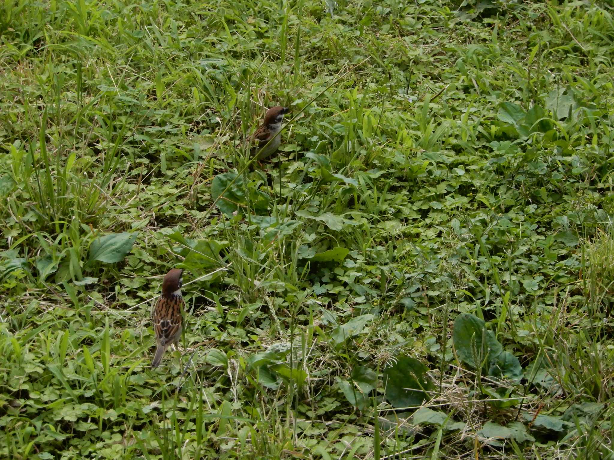 Eurasian Tree Sparrow