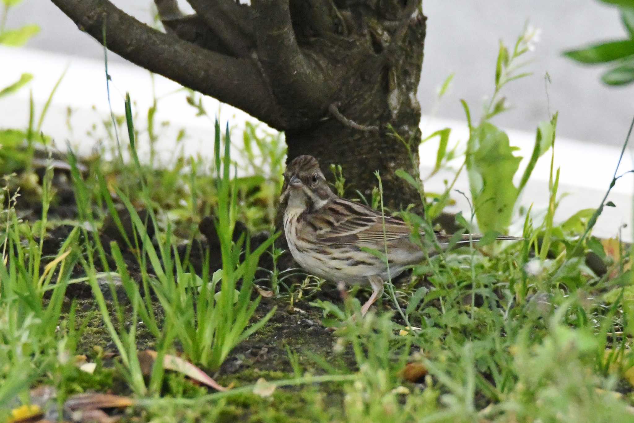 Black-faced Bunting