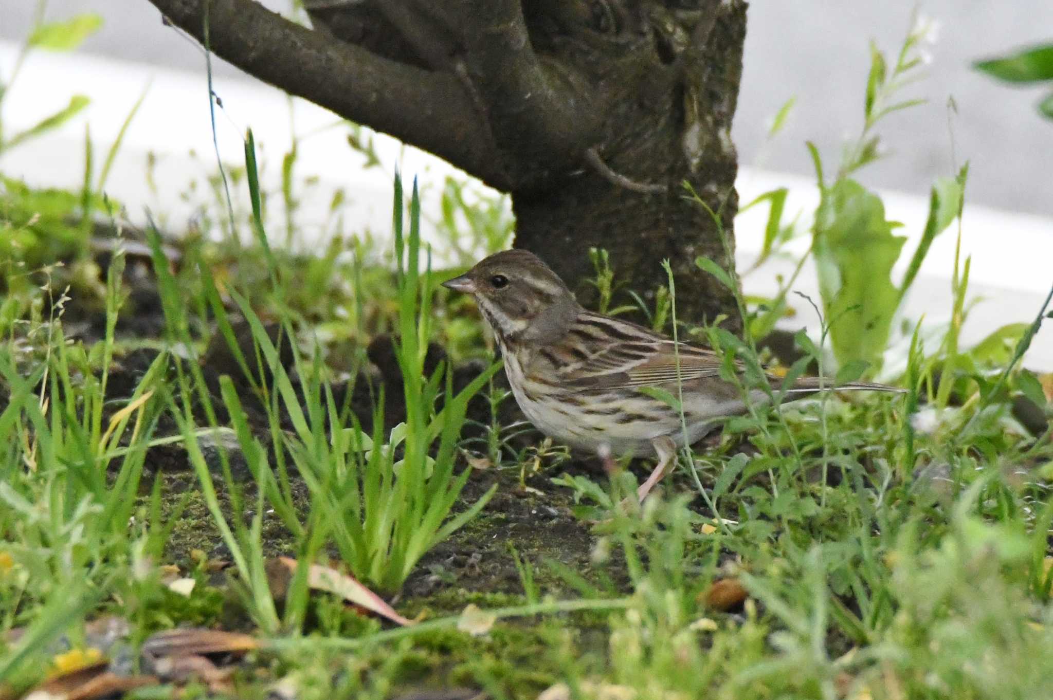 Black-faced Bunting