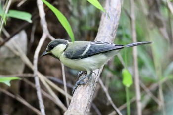 2022年6月10日(金) 座間谷戸山公園の野鳥観察記録