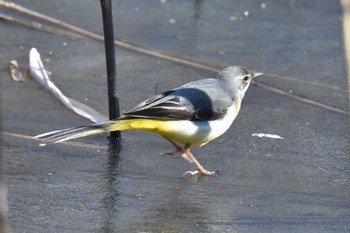 キセキレイ 秋ヶ瀬公園 2022年1月3日(月)