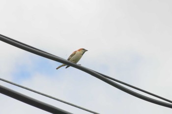 Russet Sparrow 北海道 Wed, 7/20/2016