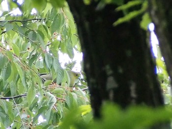 2022年6月10日(金) 吉野梅林の野鳥観察記録