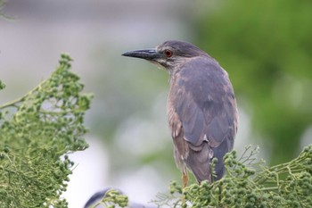 Black-crowned Night Heron 堺市内 Fri, 6/10/2022