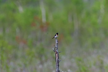 2022年6月9日(木) 戦場ヶ原の野鳥観察記録