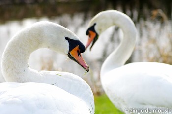 Mute Swan オランダ Sun, 3/1/2015