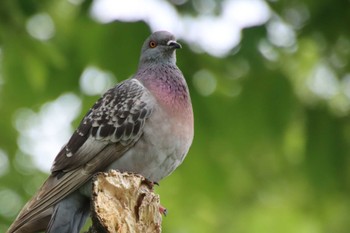 カワラバト 鴨川 2022年6月11日(土)