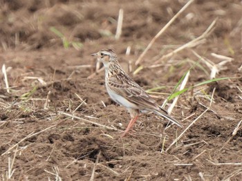 2022年6月11日(土) 馬入ふれあい公園の野鳥観察記録