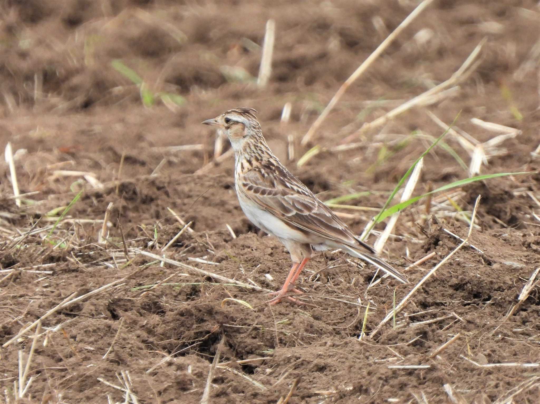 Eurasian Skylark