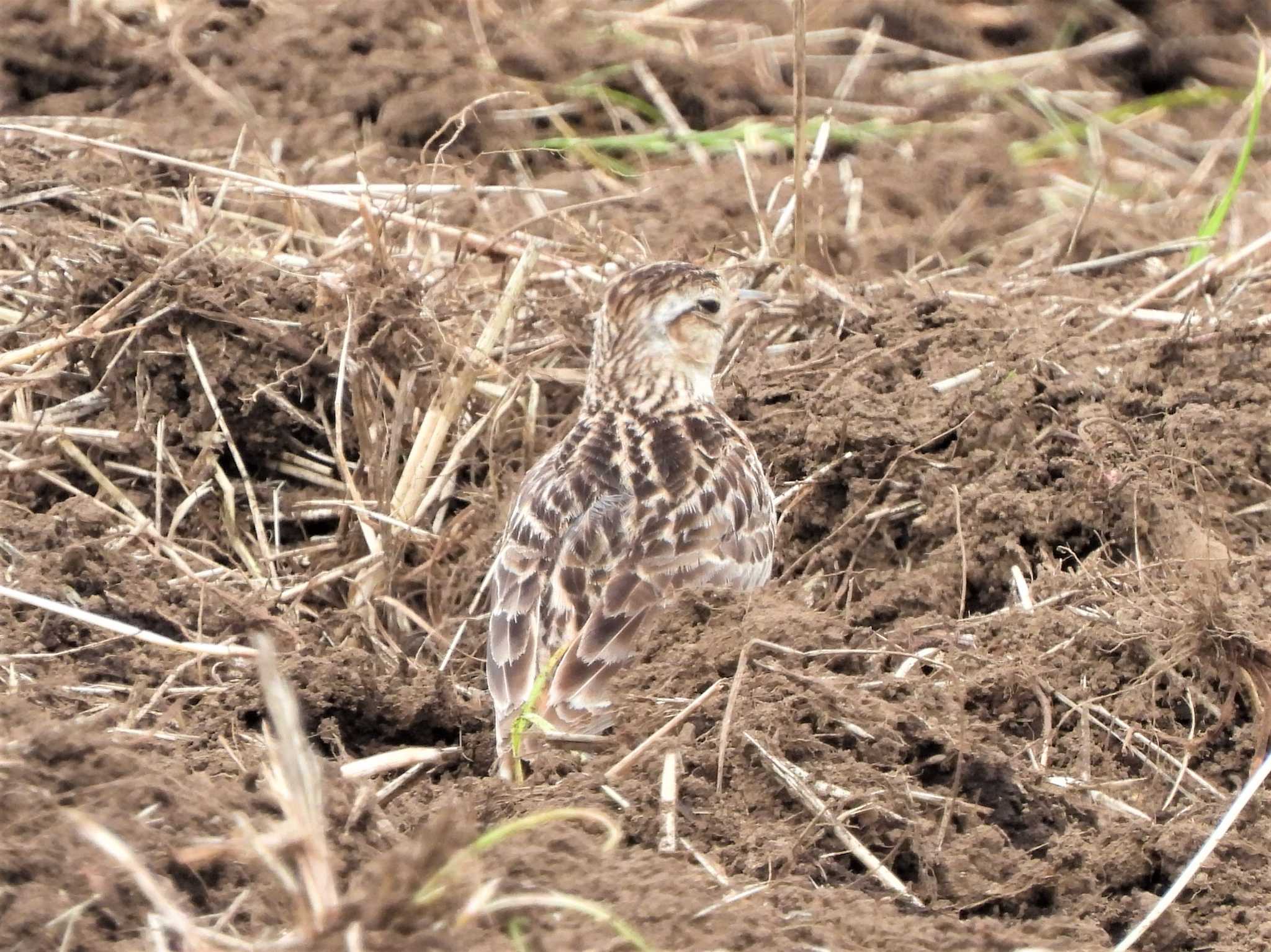 Eurasian Skylark