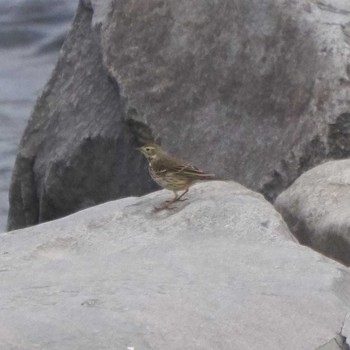 Water Pipit 多摩川二ヶ領宿河原堰 Sun, 11/19/2017