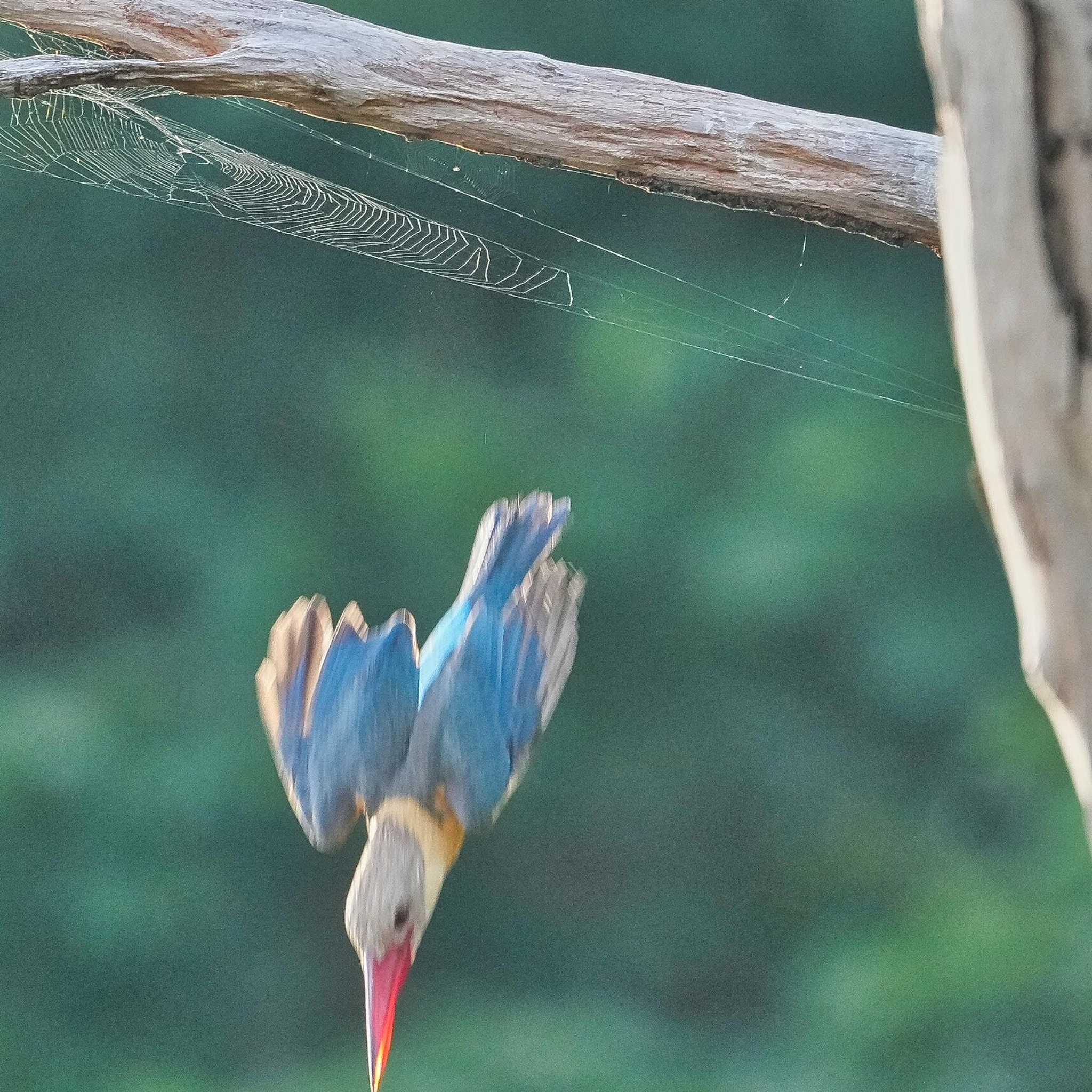 Bang Phra Non-Hunting area コウハシショウビンの写真 by span265