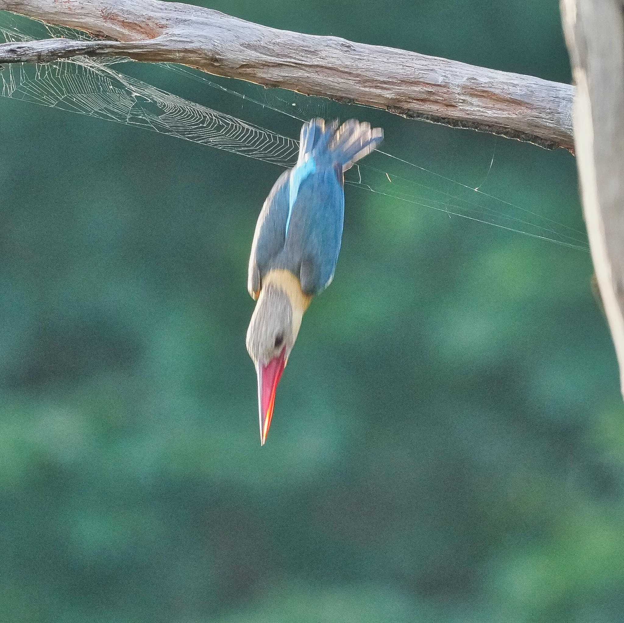 Bang Phra Non-Hunting area コウハシショウビンの写真 by span265