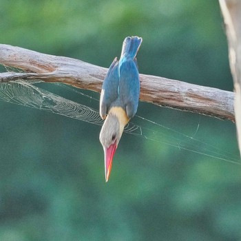 コウハシショウビン Bang Phra Non-Hunting area 2022年6月11日(土)