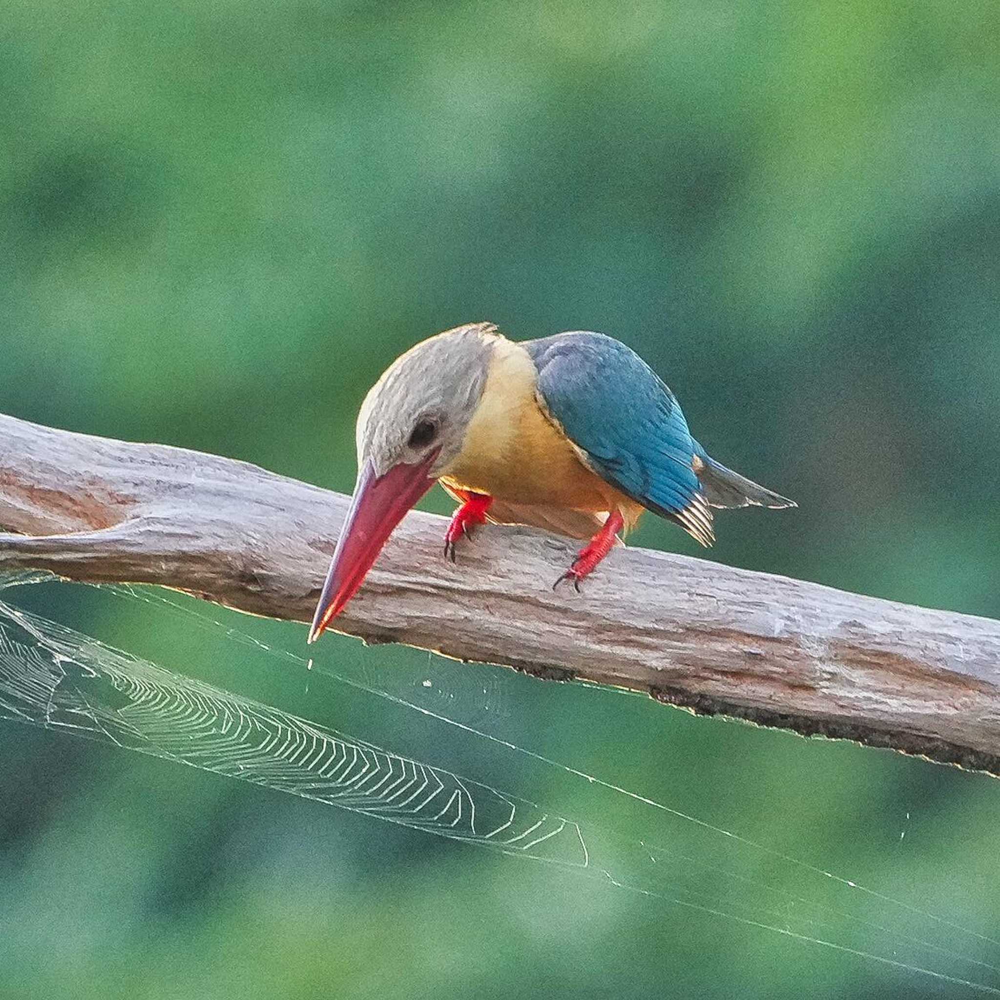 コウハシショウビン