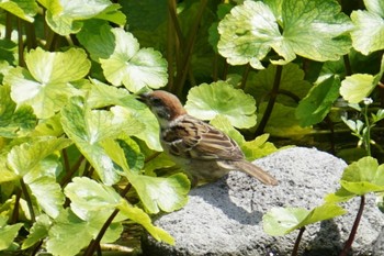 Eurasian Tree Sparrow 江津湖 Wed, 6/8/2022